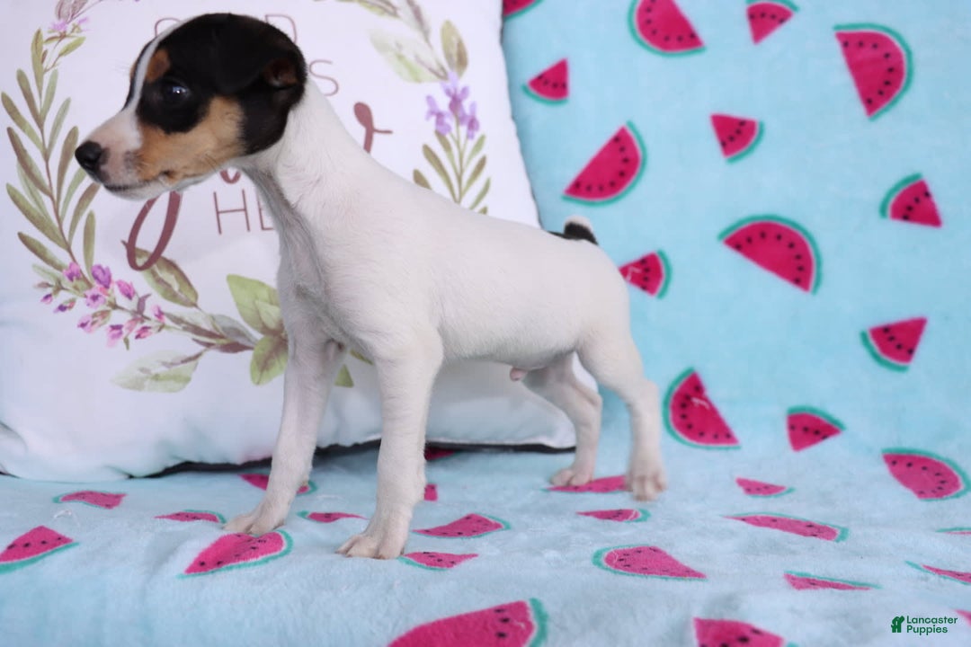 Toy Fox Terrier dogs for sale: Ziggy - Image 1