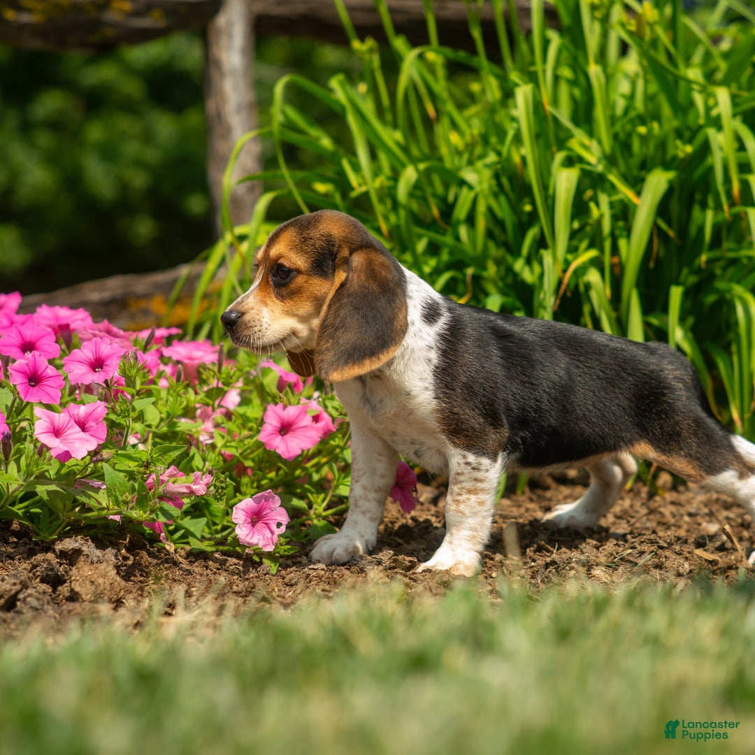 Beagle dogs for sale: Eclair - Image 11