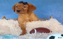 Labrador Retriever dogs for sale: Red Fox George - Image 6
