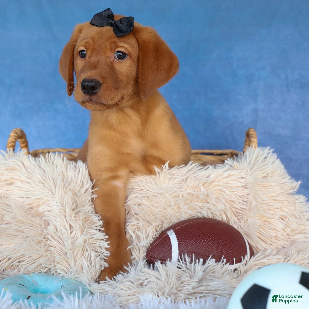 Labrador Retriever dogs for sale: Red Fox George - Image 6