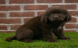 Newfoundland dogs for sale: Winnie - Image 3