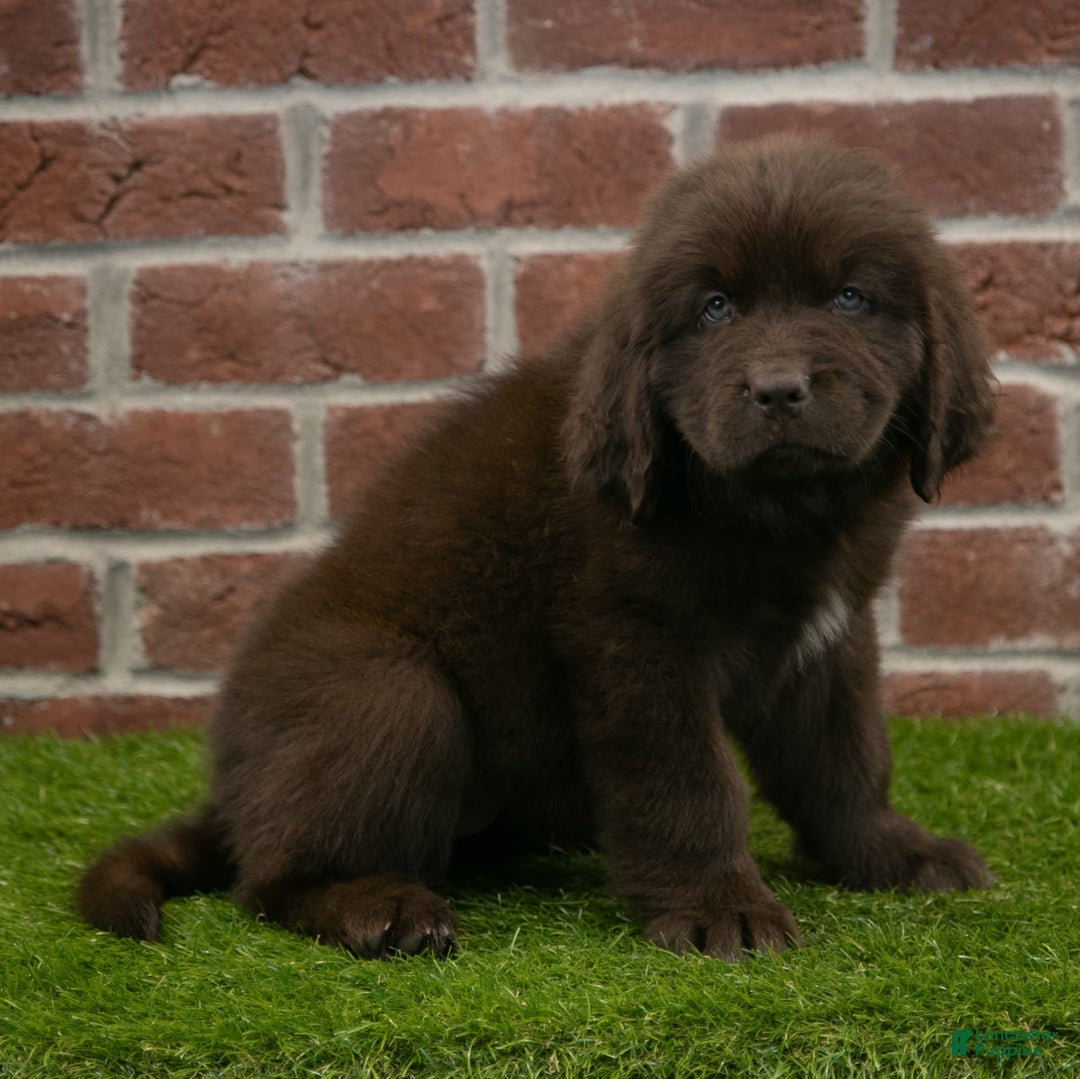 Newfoundland dogs for sale: Winnie - Image 3