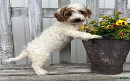 Cavapoo dogs for sale: Patches - Image 7