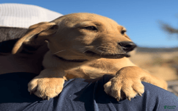 Labrador Retriever dogs for sale: Mufasa - Image 10