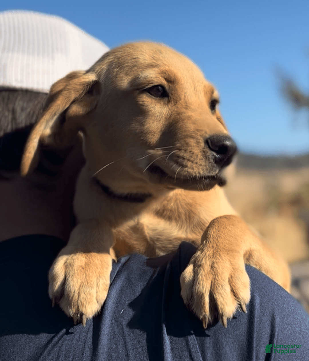 Labrador Retriever dogs for sale: Mufasa - Image 10