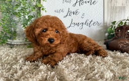 Toy Poodle dogs for sale: Kenzo - Image 2