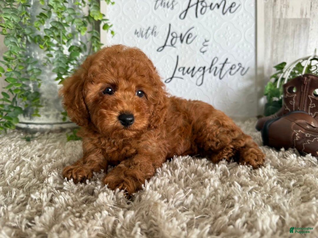 Toy Poodle dogs for sale: Kenzo - Image 2