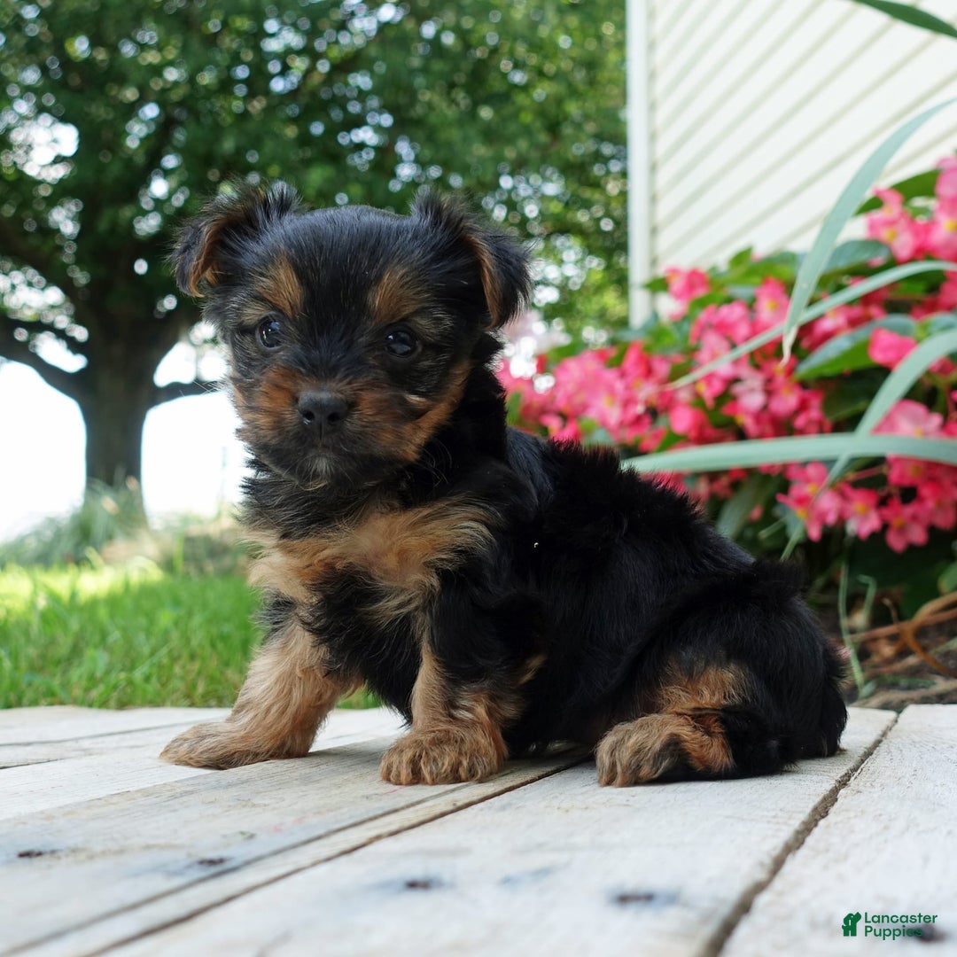 Yorkshire Terrier dogs for sale: Brynne - Image 7
