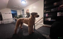 Bernedoodle dogs for sale: Coal - Image 3