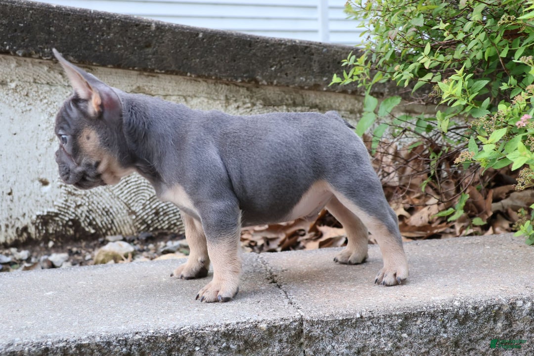 French Bulldog dogs for sale: Cosmo - Image 5