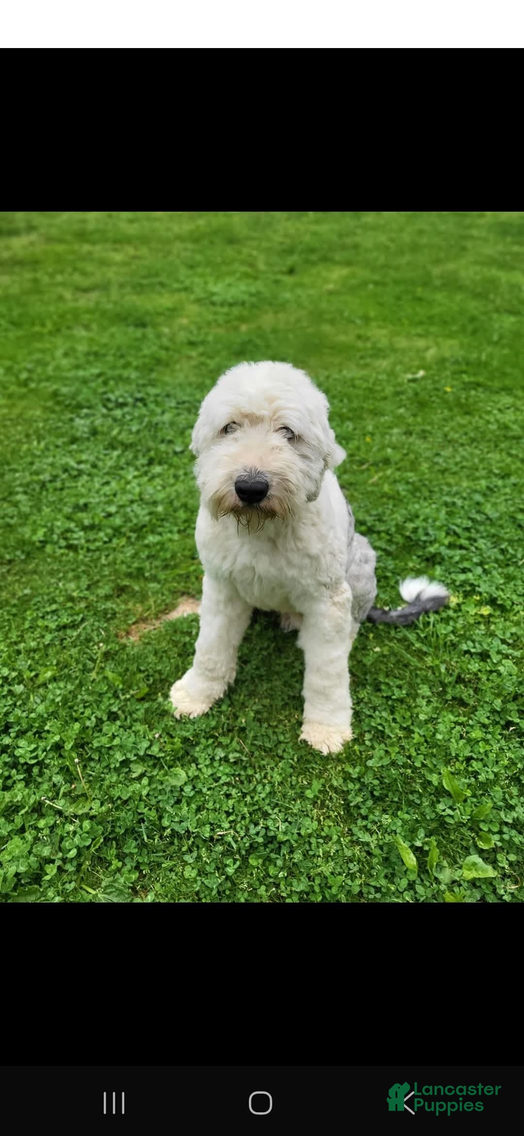 Standard Poodle dogs for sale: Cedar - Image 7