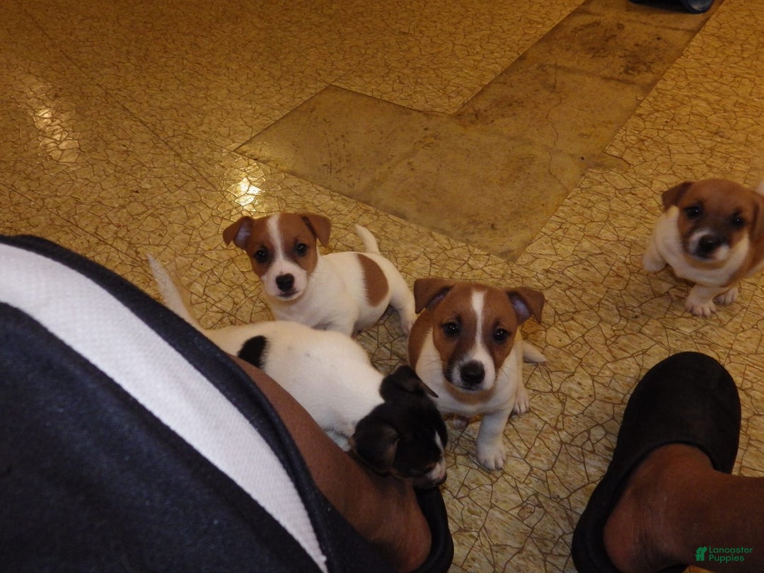 Jack Russell Terrier dogs for sale: Fillmore - Image 16