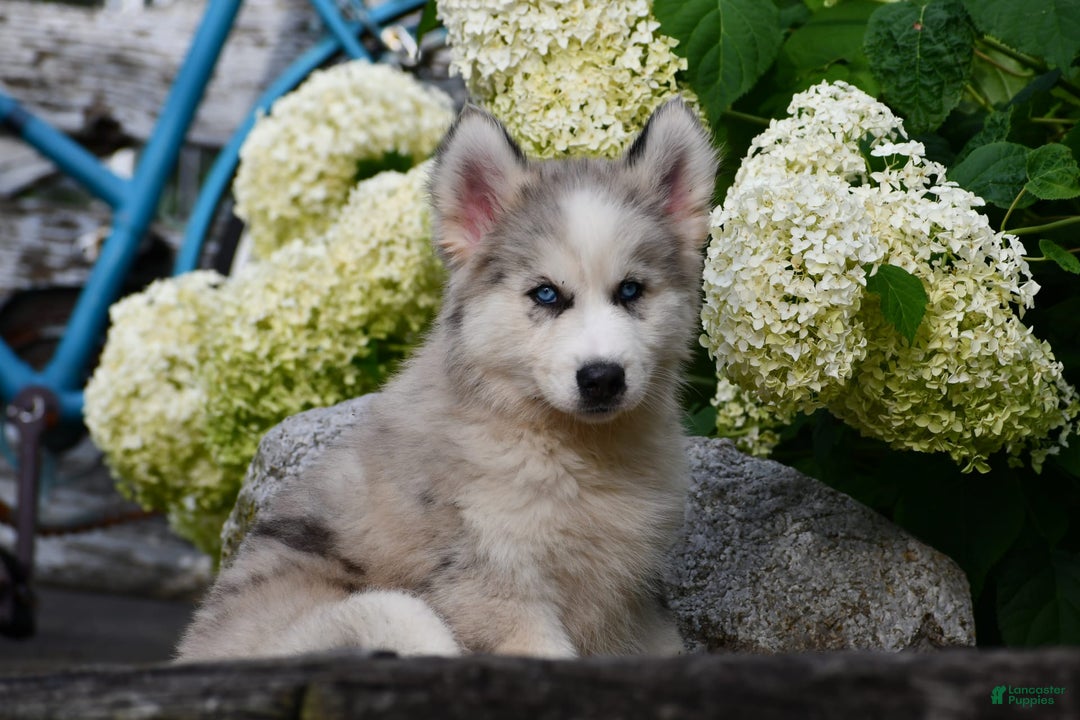 Gerberian Shepsky dogs for sale: Romeo - Image 19