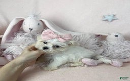 Maltese dogs for sale: Maisie - Image 1