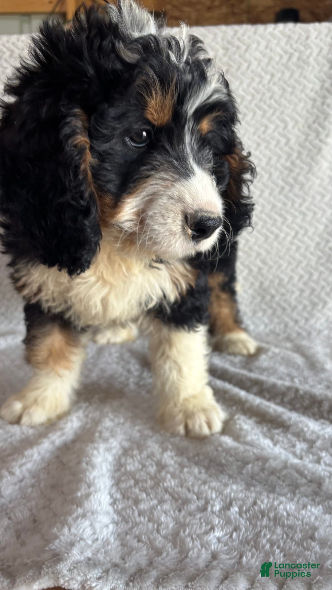 Mini Bernedoodle dogs for sale: Milo - Image 5