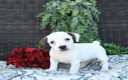 Jack Russell Terrier dogs for sale: Tia - Image 10