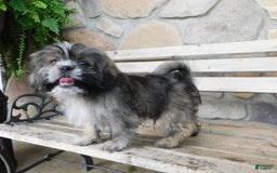 Shih Tzu dogs for sale: Max - Image 4