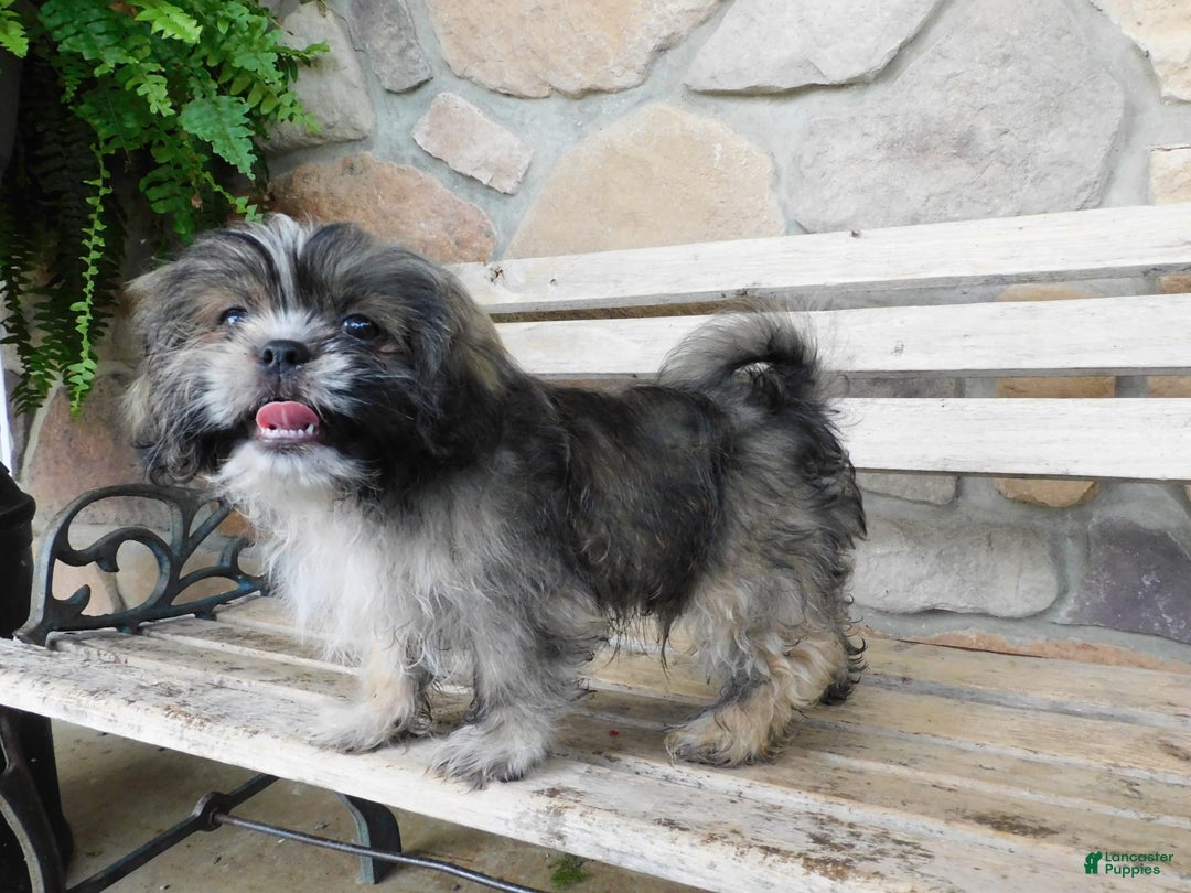 Shih Tzu dogs for sale: Max - Image 4