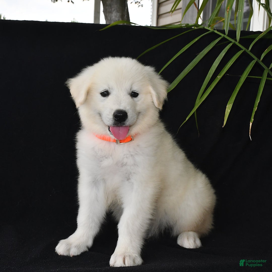 Golden Retriever dogs for sale: Kooper - Image 1