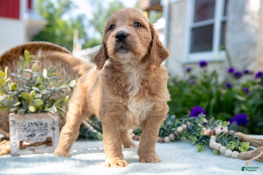 Goldendoodle dogs for sale: Tinker - Image 2