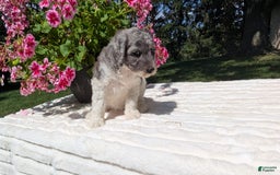 Mini Bernedoodle dogs for sale: Sasha - Image 4