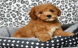 Cockapoo dogs for sale: Douglas - Image 6