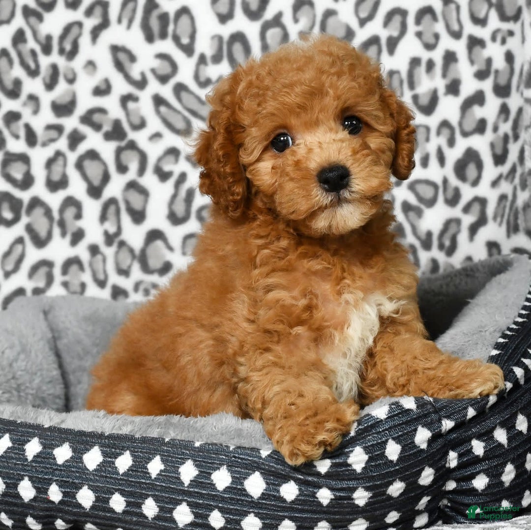 Cockapoo dogs for sale: Douglas - Image 6
