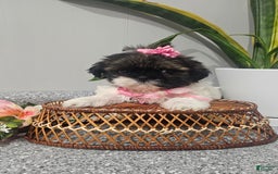 Shih Tzu dogs for sale: Tiny Tiff ❤️ - Image 11