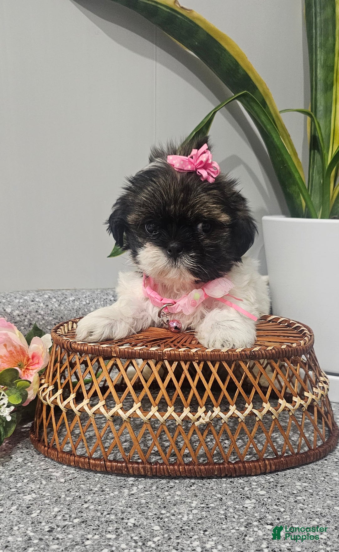 Shih Tzu dogs for sale: Tiny Tiff ❤️ - Image 11