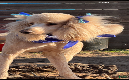 Goldendoodle dogs for sale: Gorgeous Creme Doodle - Image 12