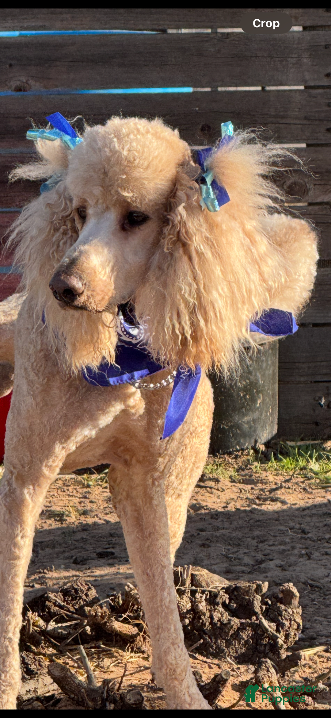 Goldendoodle dogs for sale: Gorgeous Creme Doodle - Image 12