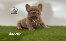 French Bulldog dogs for sale: Buddy - Image 3