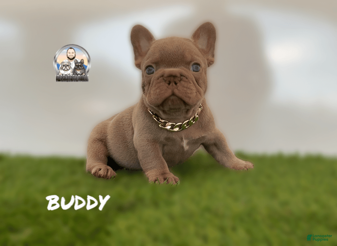 French Bulldog dogs for sale: Buddy - Image 3