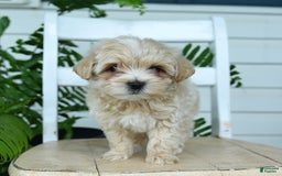 Maltipoo dogs for sale: Tanner - Image 6