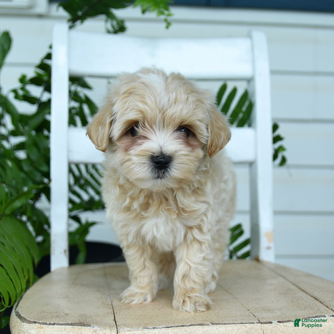 Maltipoo dogs for sale: Tanner - Image 6