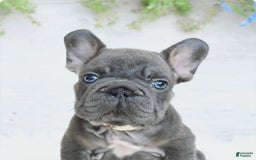French Bulldog dogs for sale: Zander - Image 5