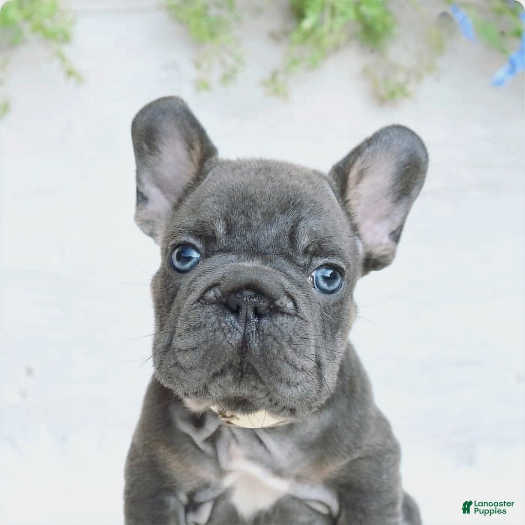 French Bulldog dogs for sale: Zander - Image 5