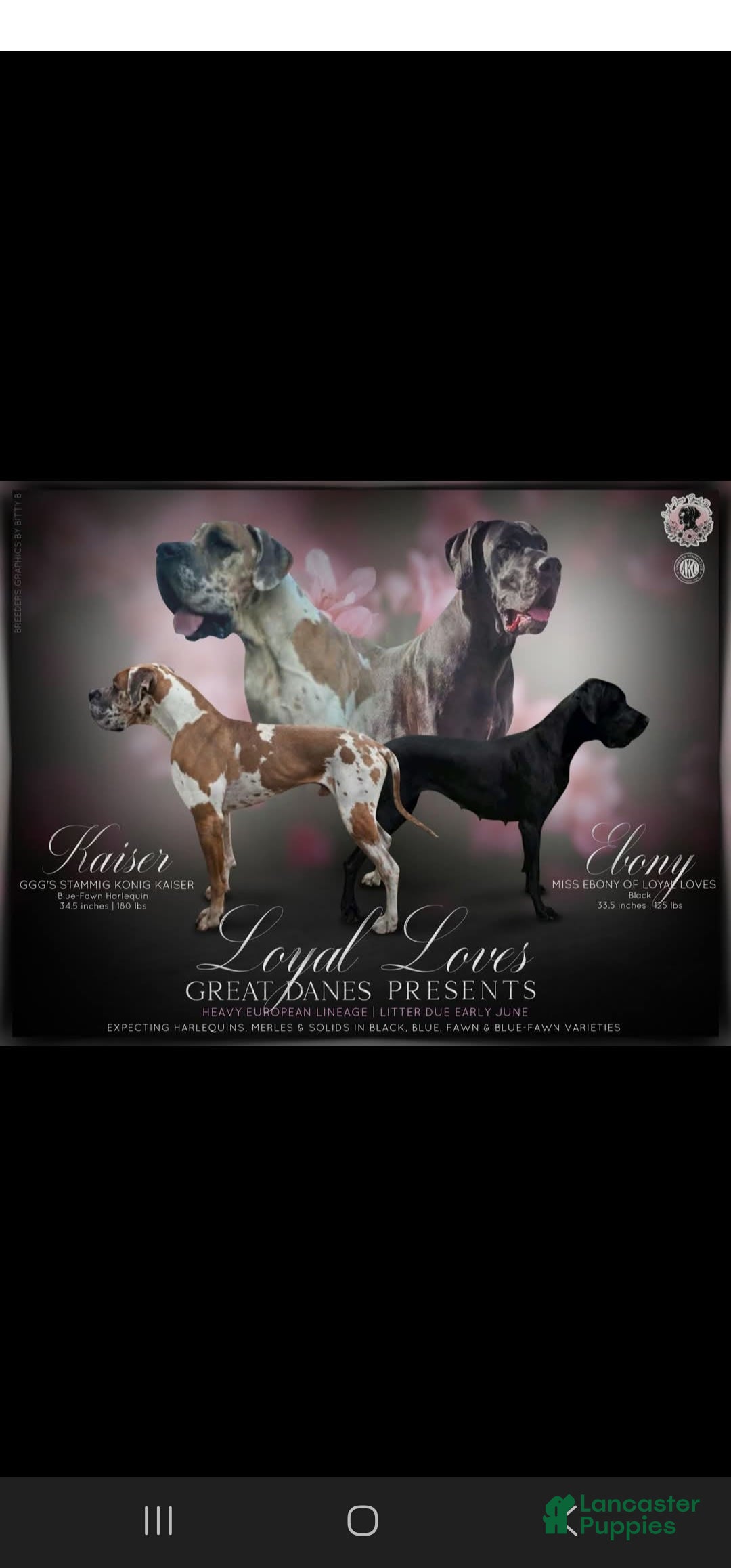 Great Dane dogs for sale: Yellow Collar - Image 4