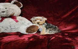 Yorkshire Terrier dogs for sale: LUCA - Image 4