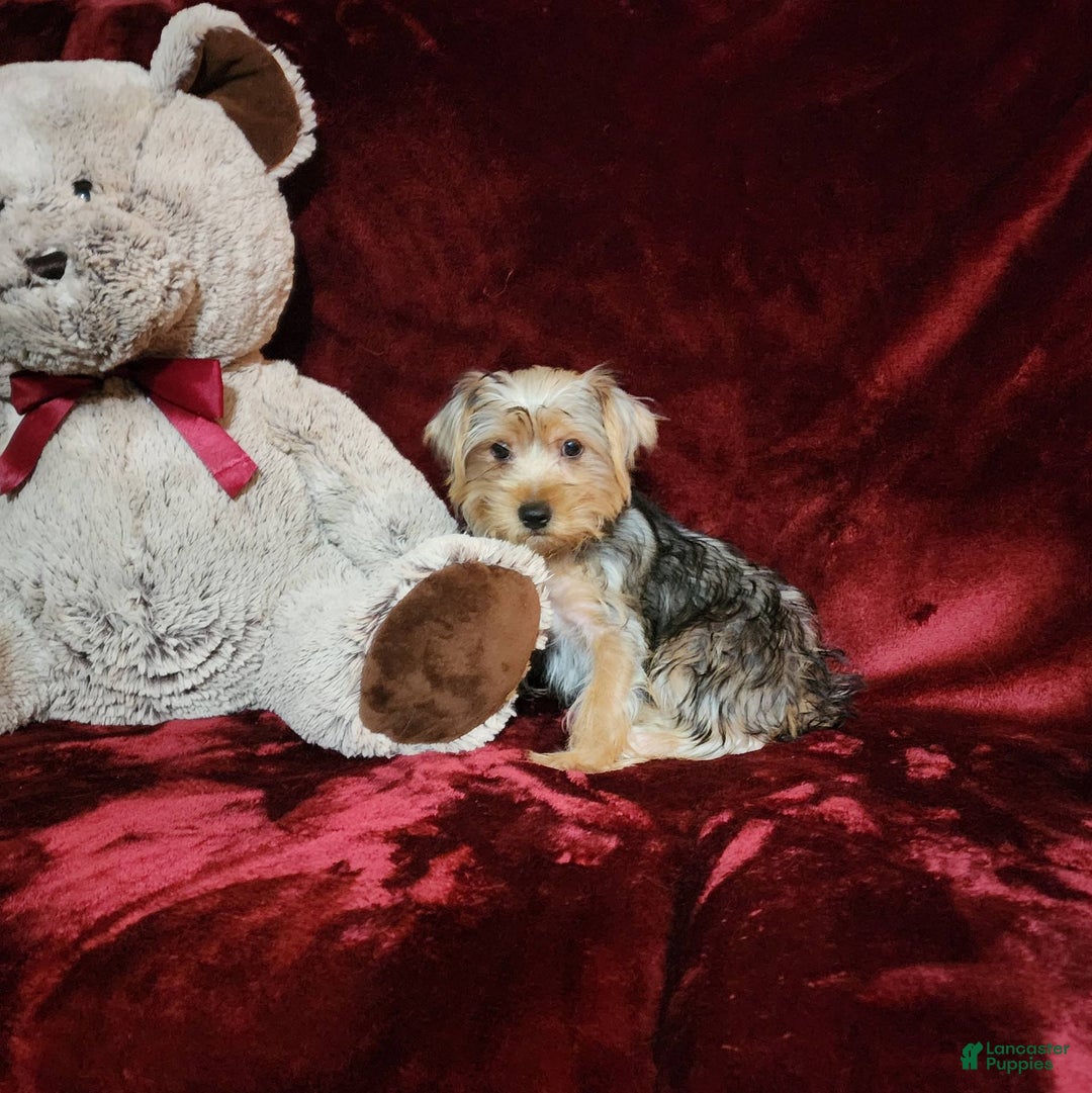 Yorkshire Terrier dogs for sale: LUCA - Image 4