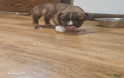 American Bully dogs for sale: Tiger - Image 2