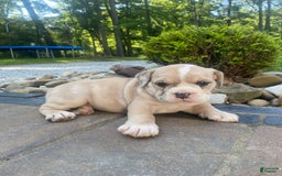 French Bulldog dogs for sale: Milly - Image 1