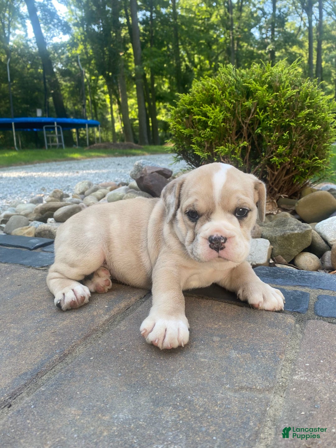 French Bulldog dogs for sale: Milly - Image 1