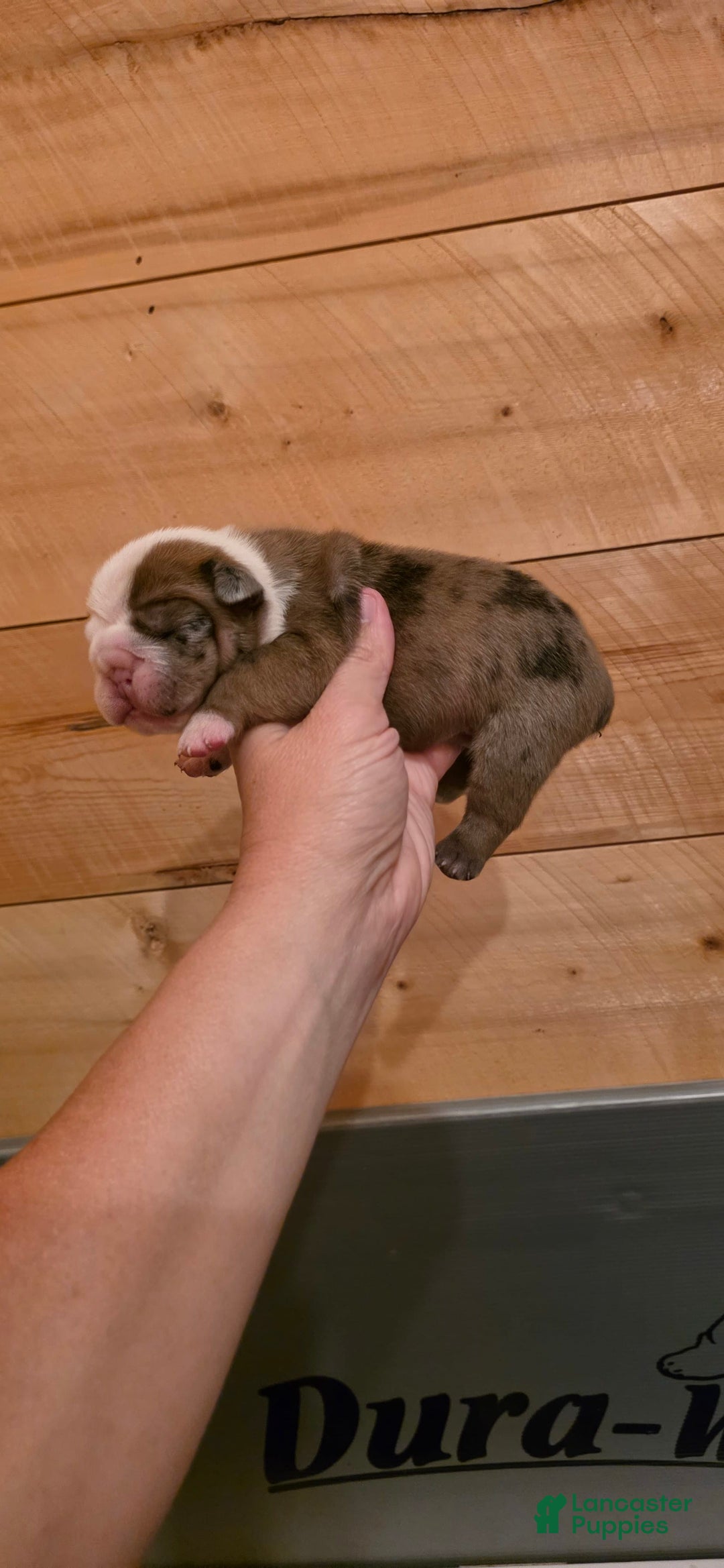 Olde English Bulldogge dogs for sale: Jimi - Image 4