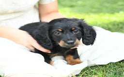 Dachshund dogs for sale: Arrow - Image 2