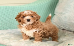 Maltipoo dogs for sale: Loyal - Image 4