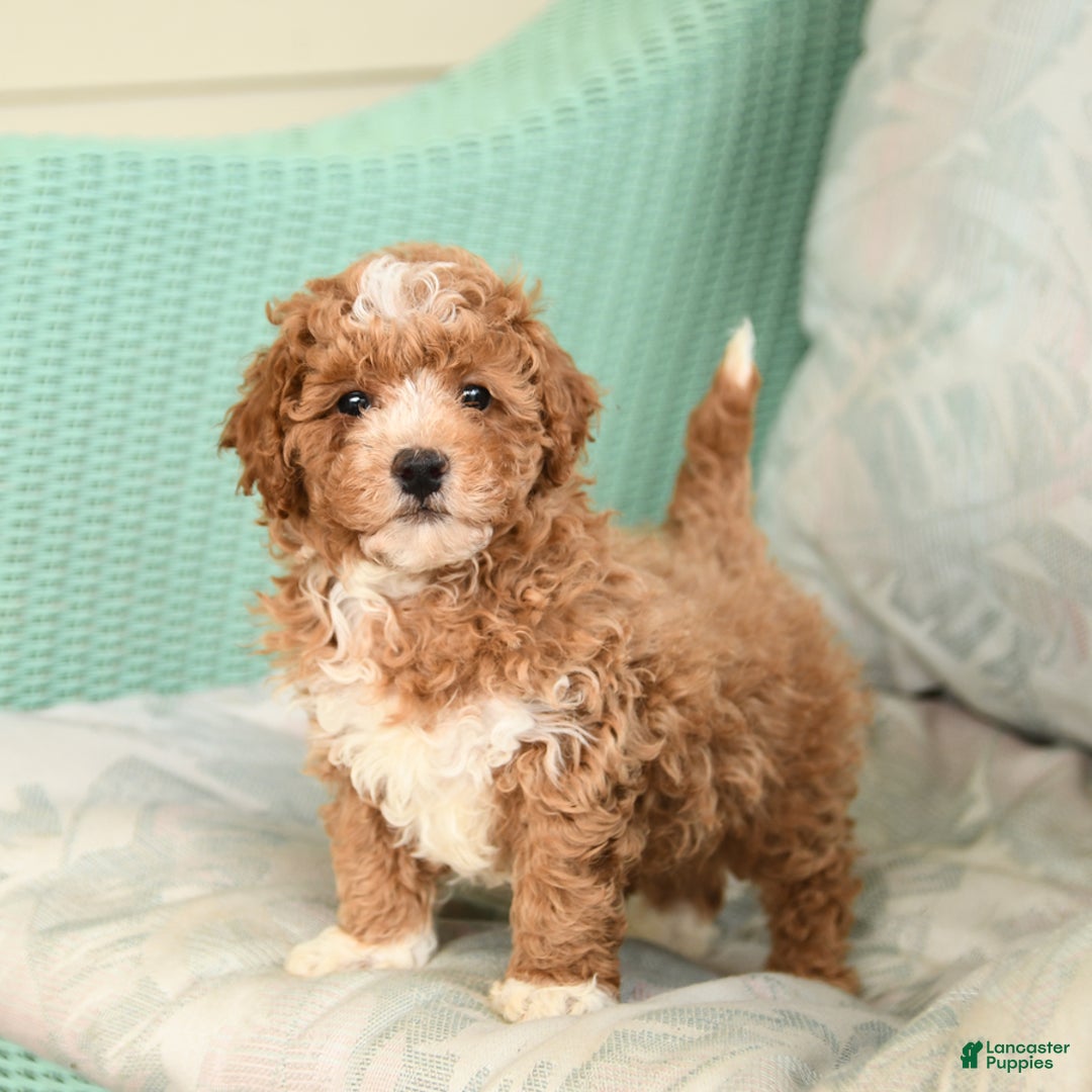 Maltipoo dogs for sale: Loyal - Image 4