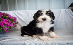 Bernedoodle dogs for sale: Joker - Image 8