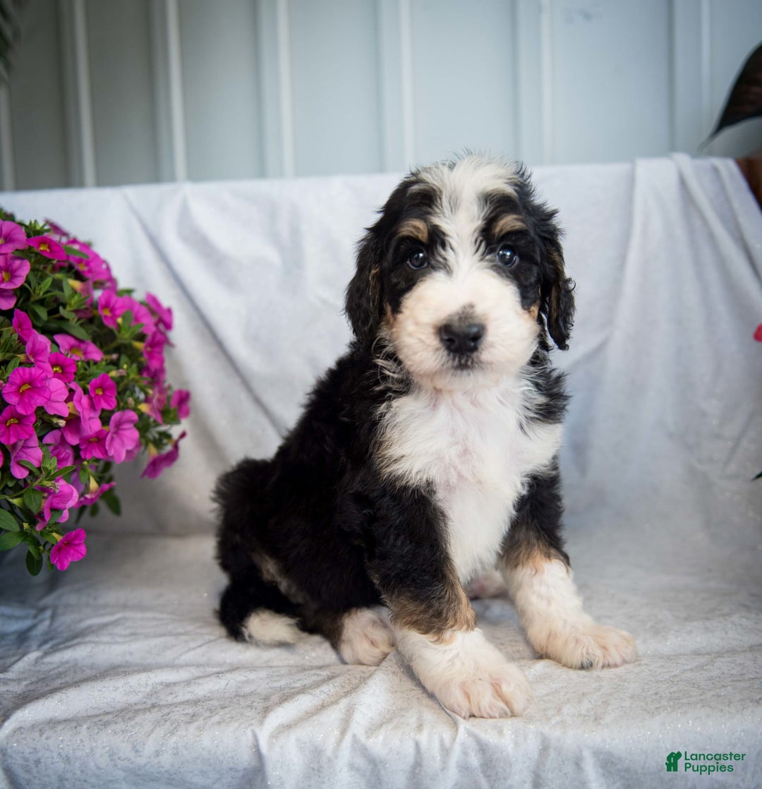 Bernedoodle dogs for sale: Joker - Image 8