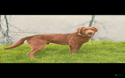 Labrador Retriever dogs for sale: Kate - Image 7